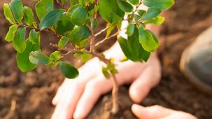 Sustainability